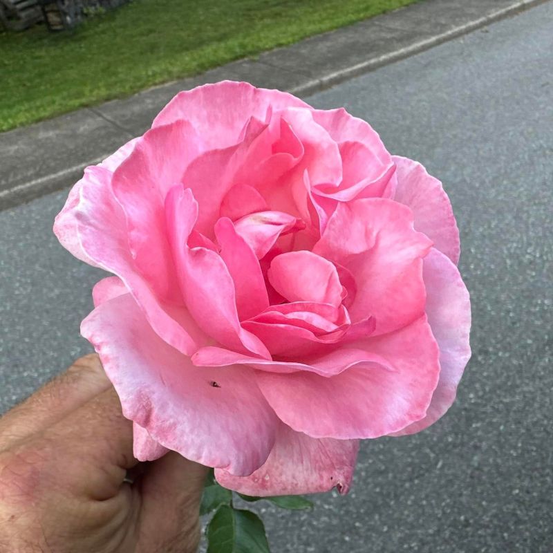 a hand holding a pink flower
