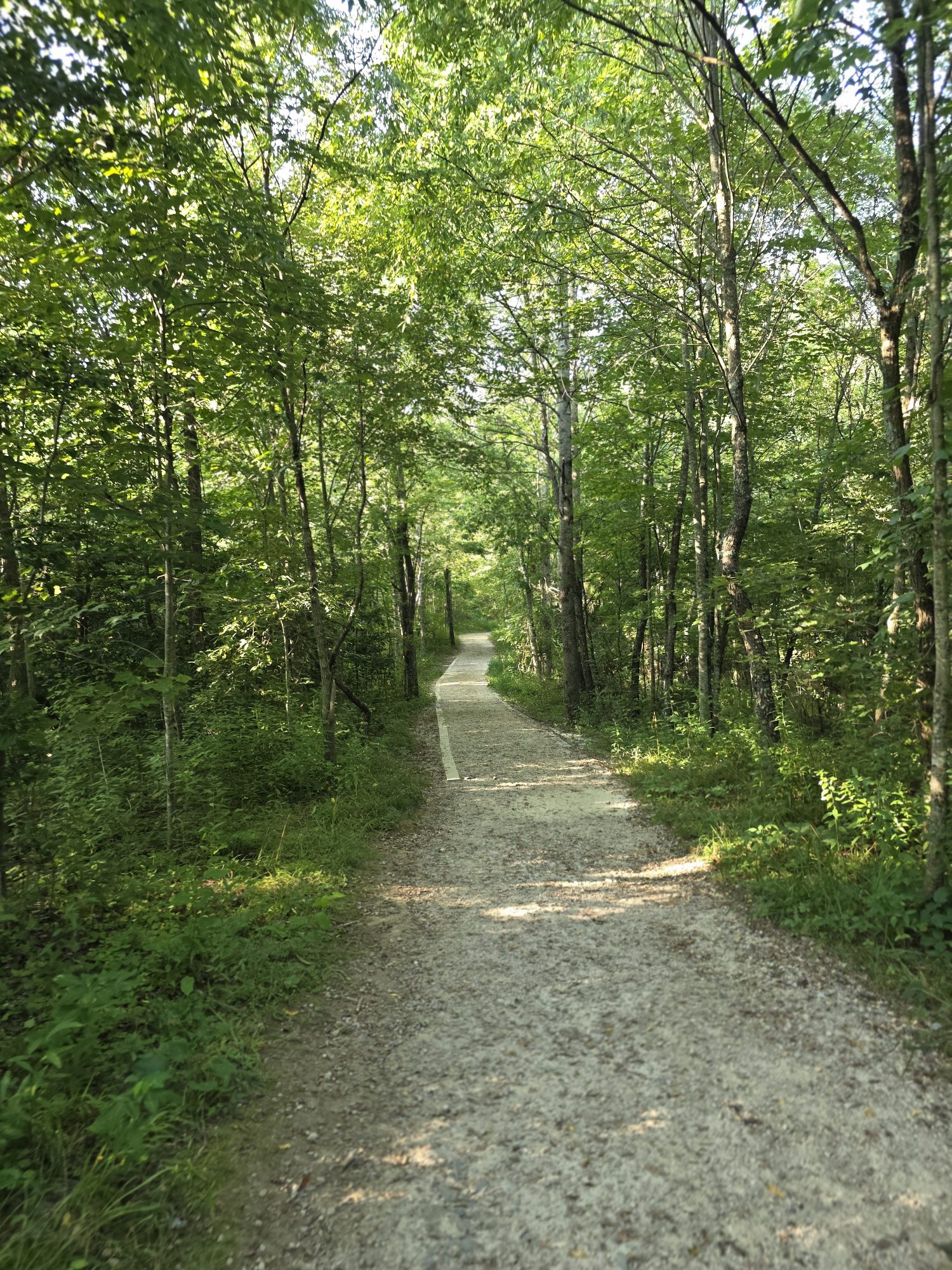 Dirt path through lush green forest with sunlight filtering through trees.