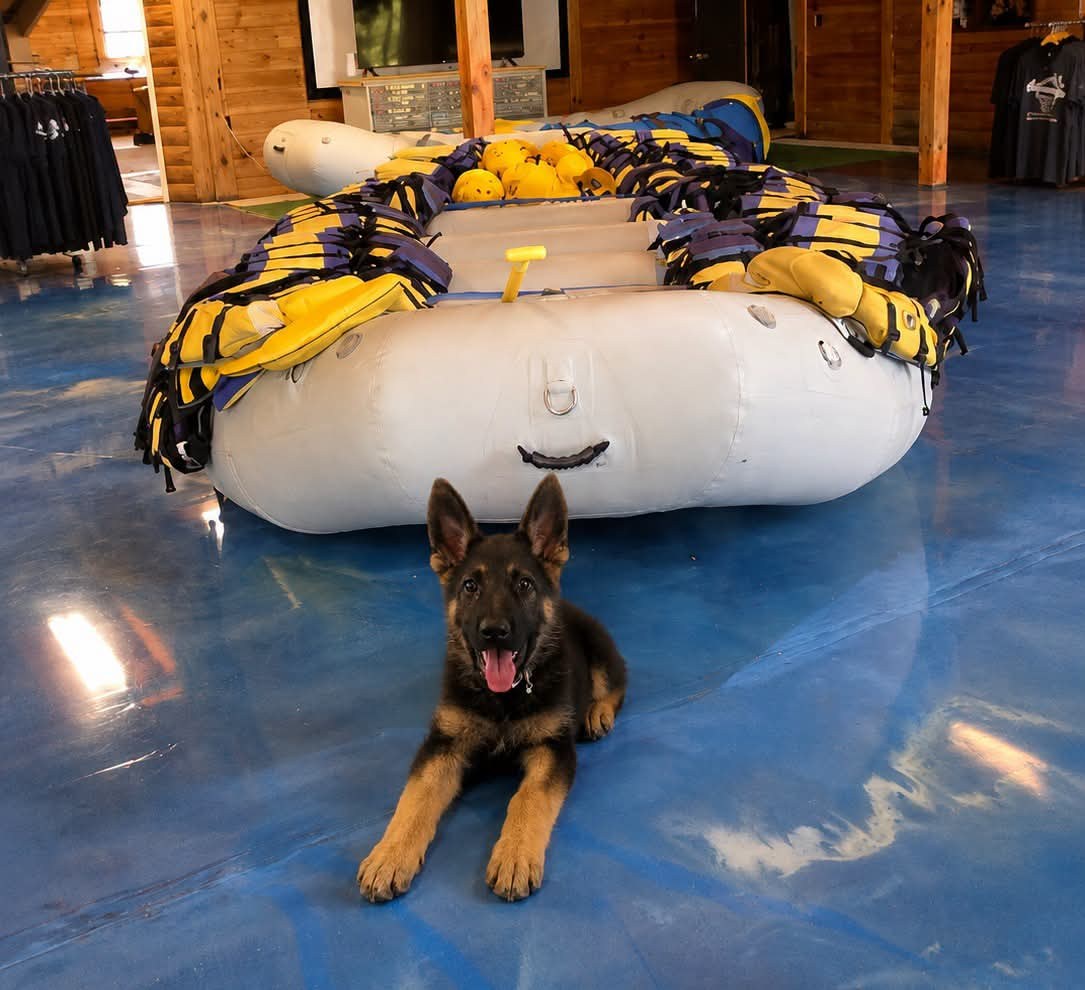 Puppy sitting on shiny floor in front of large inflatable raft indoors.